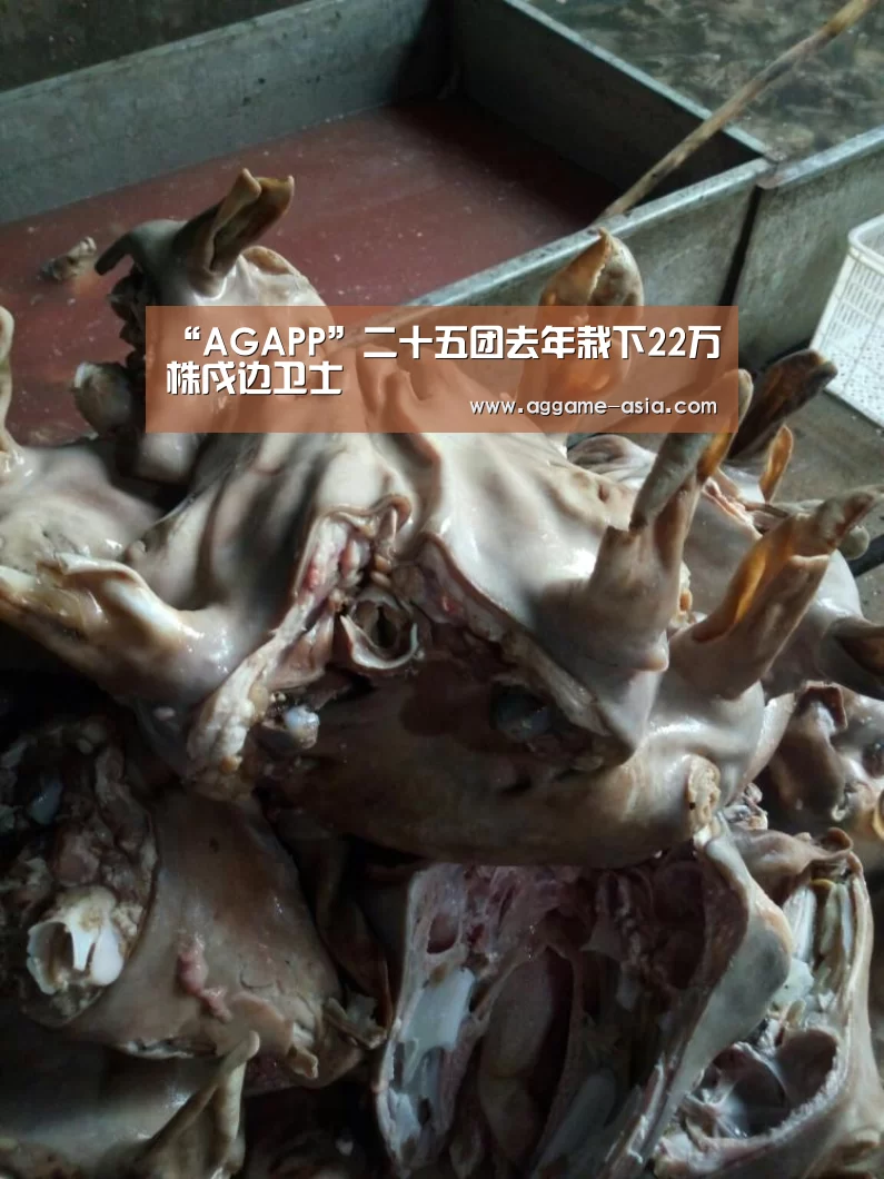 “AGAPP”二十五团去年栽下22万株戍边卫士(图1) AG百家乐