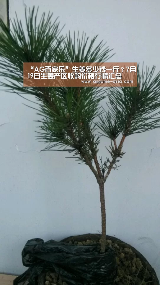 “AG百家乐”生姜多少钱一斤?7月19日生姜产区收购价格行情汇总(图3) AG入口
